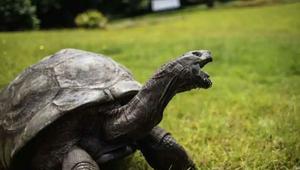 Jonathan, world's oldest living tortoise, celebrates his 190th birthday