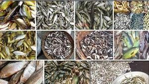 Endangered species of small fish farming in 49 upazillas of the country