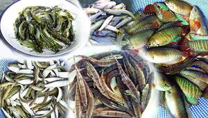 Endangered species of small fish farming in 49 upazillas of the country