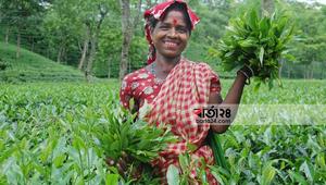 The reasons for the highest quantity of tea production in 2021