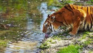 Environmental pollution is adversely affecting the biodiversity of the Sundarbans