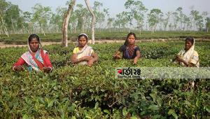 Most of the female tea workers are at risk of reproductive health!