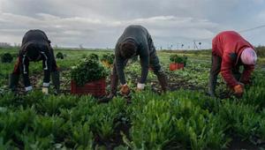 Harvesting Pain: Sikh Slaves Fuelling Italy’s Farmlands