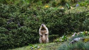 Researcher captures first ever pictures of Himalayan marmot in Arunachal