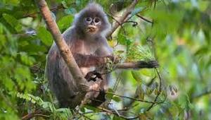 Sepahijala Wildlife Sanctuary : A mesmerizing wonder among the many places to visit in Tripura