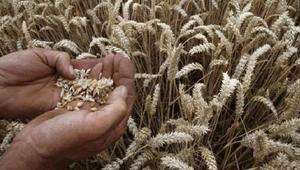 ‘Bangladesh, India can cooperate in research, development of millet’
