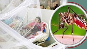 19 deaths on record day of dengue cases