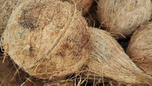 Import of coconut from India for the first time