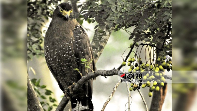 Reproductive crisis of Tilanag Eagles for want of tall trees