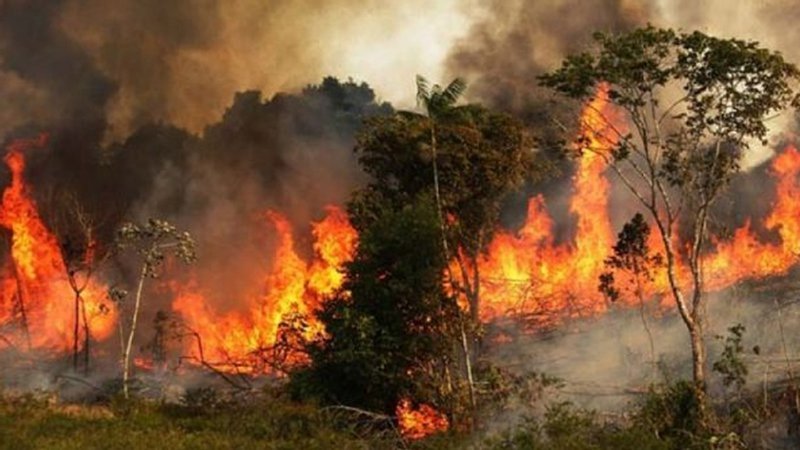 Photo: A terrible fire in the Sundarbans