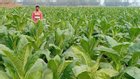 Knowing the danger of tobacco it is being cultivated for more profit in Gaibandha!