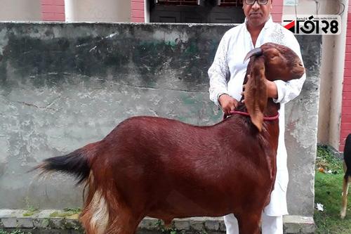 রাজশাহীর সৌখিন খামারি তমালের 'কানু'র ওজন ৯৫ কেজি!