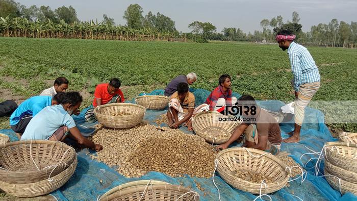 নীলফামারীতে নতুন আলু উত্তোলনে মেতেছে কৃষক