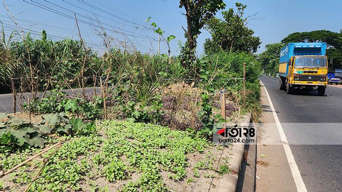 ফেনীতে মহাসড়কের মাঝখানে সবজি চাষ