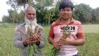 Farmer's doom due to incentive onion seed