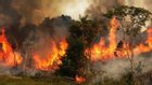 A terrible fire breaks out in the Sundarbans