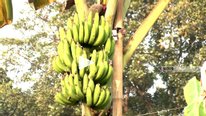‘Amrita Sagar’ variety banana of Narsingdi gets GI recognition