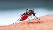 Scientists develop new method to control mosquitoes