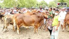 National Committee negates cattle market in 4 places including Dhaka
