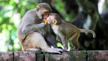 UNO’s initiative to protect the 400 year old traditional monkeys