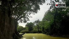 ‘Ratargul’ is a wild green canopy over the water!