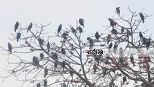 People on the banks of Kanchan Dighi wake up at the chirping of birds!