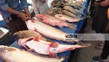 Welcome of sons-in-law in fish fair
