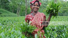 The reasons for the highest quantity of tea production in 2021