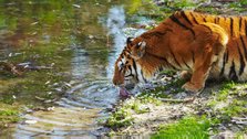 Environmental pollution is adversely affecting the biodiversity of the Sundarbans