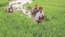 Total kharif sowing over in almost 90% of normal area till August 11