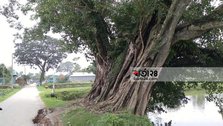 Villagers urge to save banyan tree carrying tradition 300 years