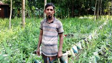Hope of profit in ginger cultivation in plastic bags