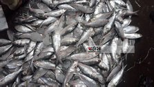 South region is the mine of Hilsa