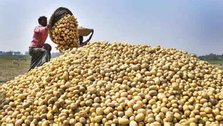 The market is volatile even in the potato season