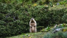 Researcher captures first ever pictures of Himalayan marmot in Arunachal