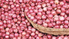 ‘Comfort’ in the onion market after import