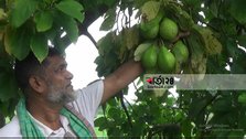 Hiru of Pirojpur is successful in 'Avocado' cultivation
