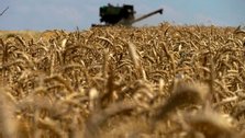 3 European countries ban food grain imports from Ukraine