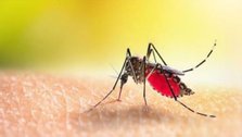 804 deaths due to dengue