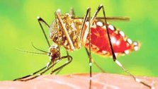 Dengue claimed 7 more lives in 24 hours, 3027 infected