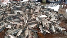 Surjya Majhi netted 220 maunds of silver hilsa