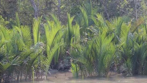 How is the Sundarbans now who resisted the devastating ‘bulbul’