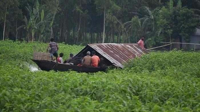 Jute farmers are hard hit by flood in Bogura