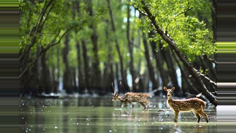 The largest mangrove forest of the world, Sundarbans/ Photo: Collected.
