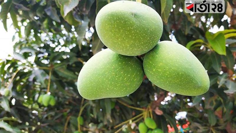 Mango plucking begins in Rajshahi