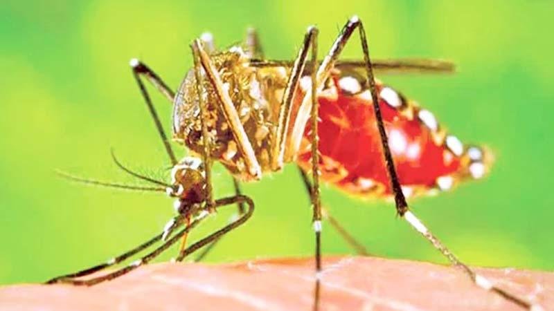 Dengue claimed 7 more lives in 24 hours, 3027 infected